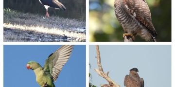 कसडोल: बारनावापारा अभयाण्य में “बर्ड सर्वे 2026” का आयोजन,200 से अधिक पक्षी प्रजातियों का रिकॉर्ड दर्ज